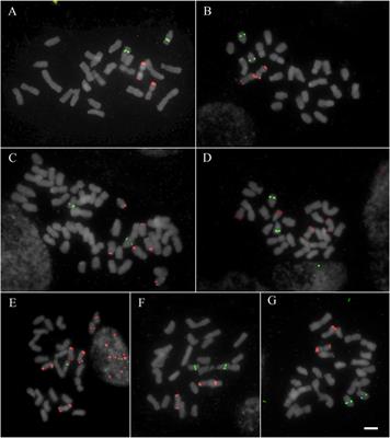 Chromosomal Differentiation of Deschampsia (Poaceae) Based on Four Satellite DNA Families